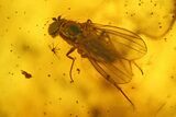 Fossil Fly (Diptera) and a Mite (Acari) in Baltic Amber #234460-1
